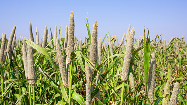 বাজরা