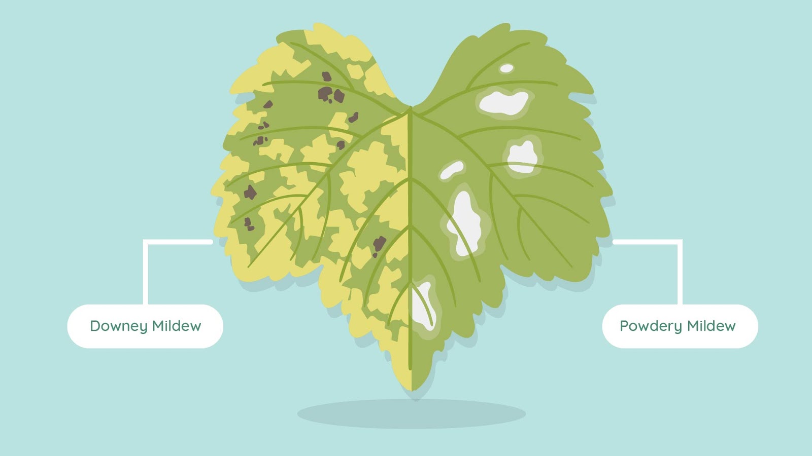 Downy Mildew Symptoms Treatment And Control Planet 55 OFF