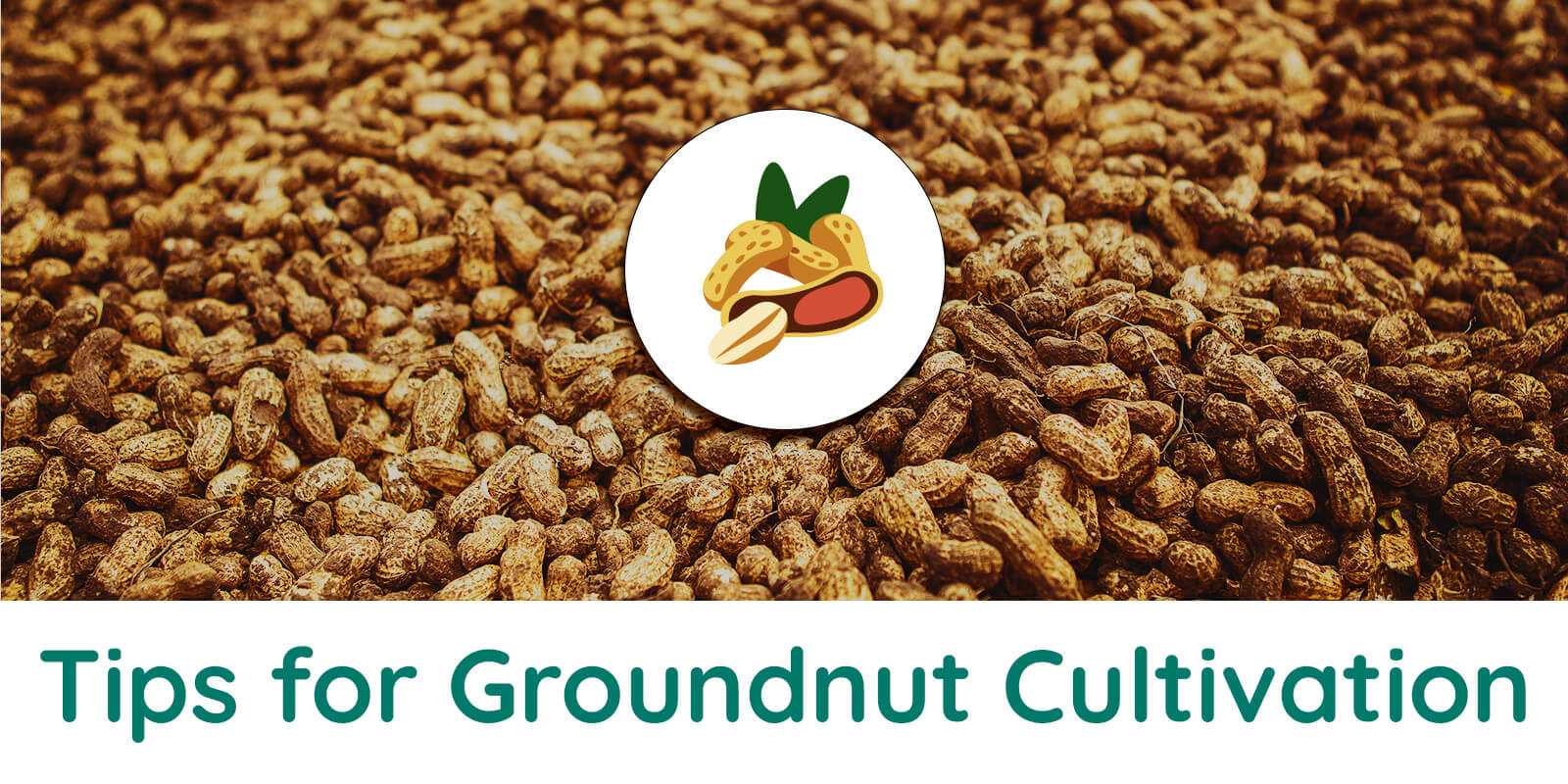 How To Increase My Groundnut Yields Through Best Practices In Groundnut 