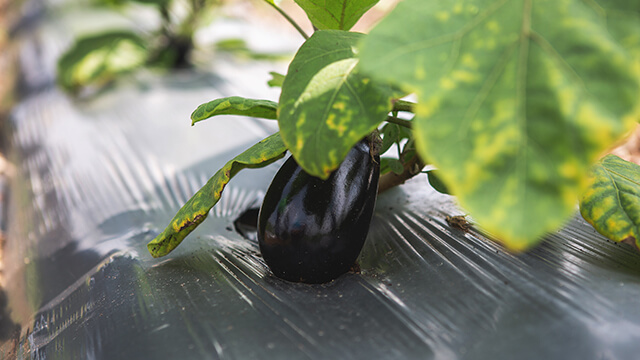 Brinjal