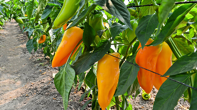 Capsicum & Chilli