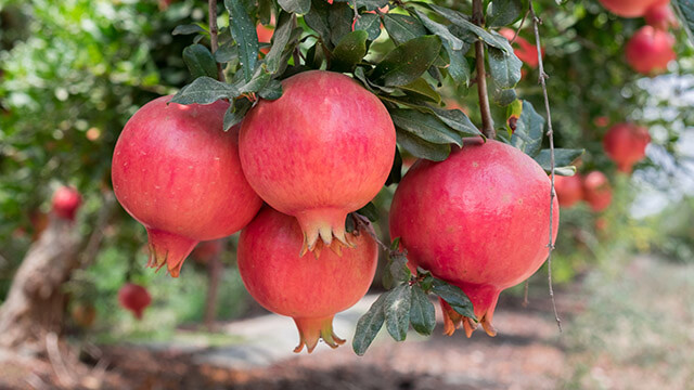 Pomegranate | Crops | Plantix