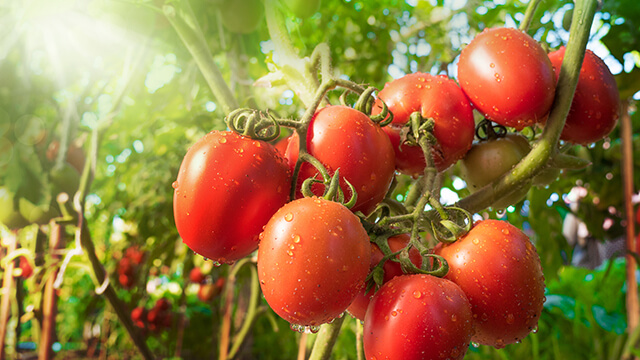 Tomatoes have a kind of nervous system that warns about attacks