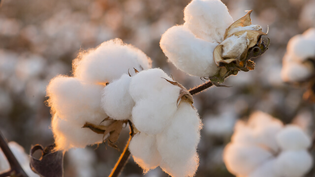 Plants de Coton