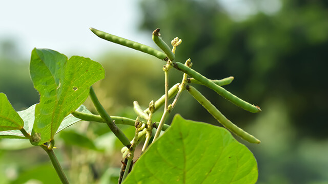 Haricots mungo