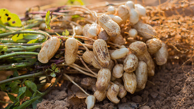 Arachide (Arachis hypogaea) ou cacahuète : plantation, culture