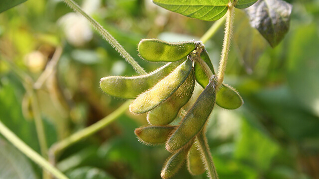 ಸೋಯಾಬೀನ್