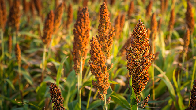 Sorgo