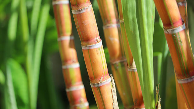 Cana-de-açúcar