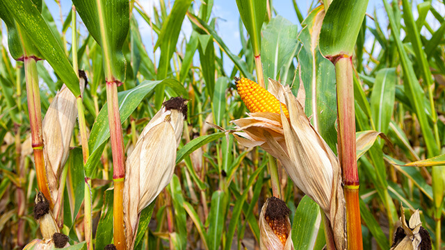 மக்காச்சோளம்