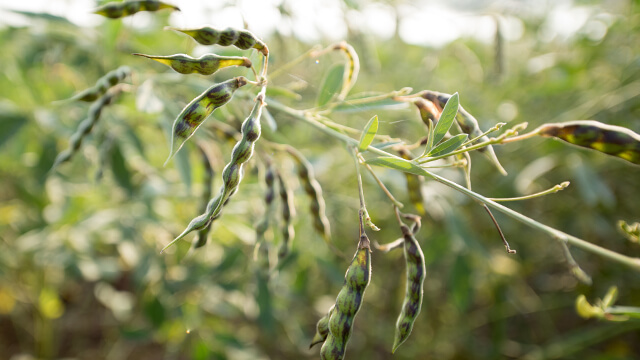 துவரஞ்செடி மற்றும் துவரம் பருப்பு